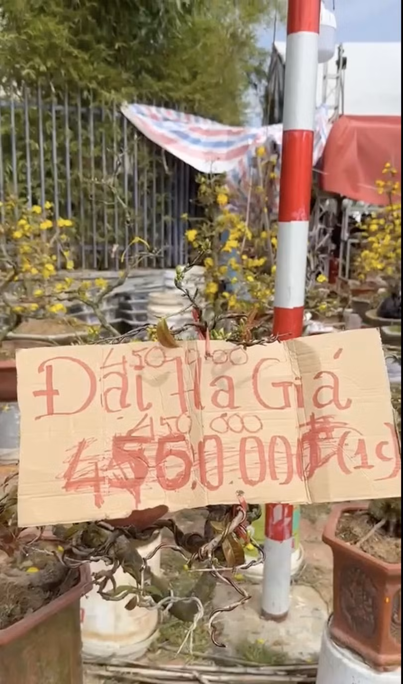 Chủ vựa mai Tất tại chợ hoa Xuân Đà Nẵng Tết Bính Ngọ 2026 giảm giá sâu trong ngày 29 Tết.