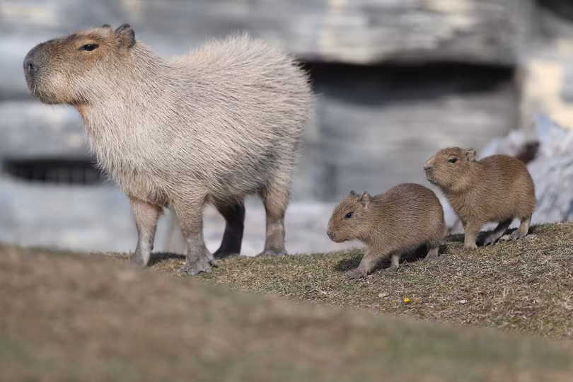 Chuột Capybara (ảnh: The Atlantic) Chuột Capybara (ảnh: The Atlantic)