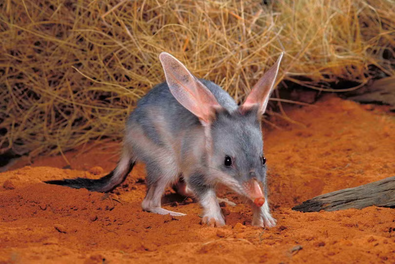 Chuột Bilby (ảnh Pinterest) Chuột Bilby (ảnh Pinterest)