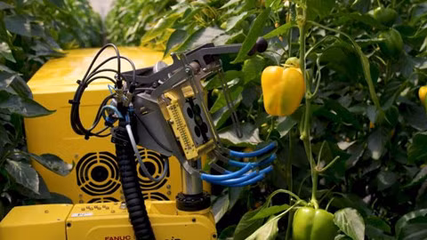 Robot hái ớt chuông trong 24 giây - ảnh 1