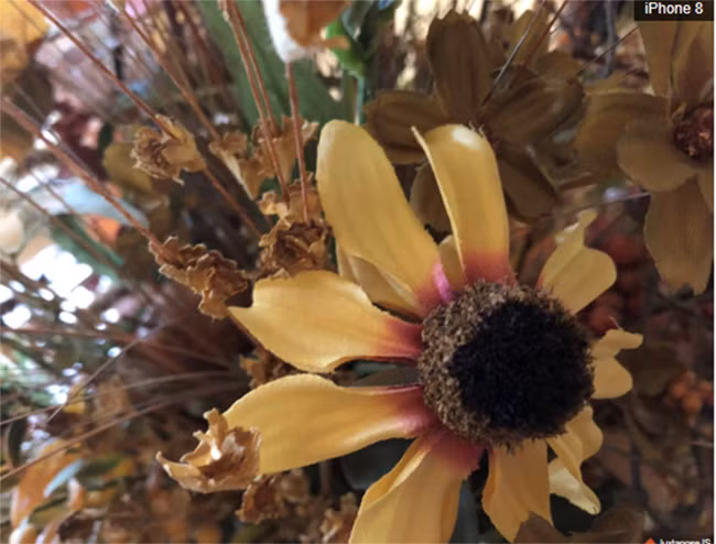 Ảnh chụp từ iPhone 6s và iPhone 8 cho thấy bạn không cần tốn tiền nâng cấp điện thoại ảnh 3