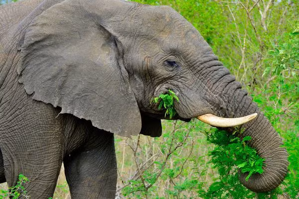 Intel đưa giải pháp dùng AI để bảo vệ động vật hoang dã.