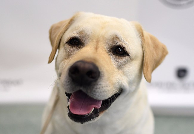 Google sử dụng công nghệ nhận diện khuôn mặt để nhận diện thú nuôi ảnh 1