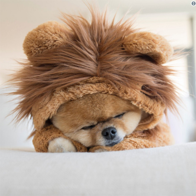 Chú chó Jiff Pom nổi tiếng ra sao mà được xuất hiện trong sự kiện lớn nhất năm của Facebook? ảnh 16