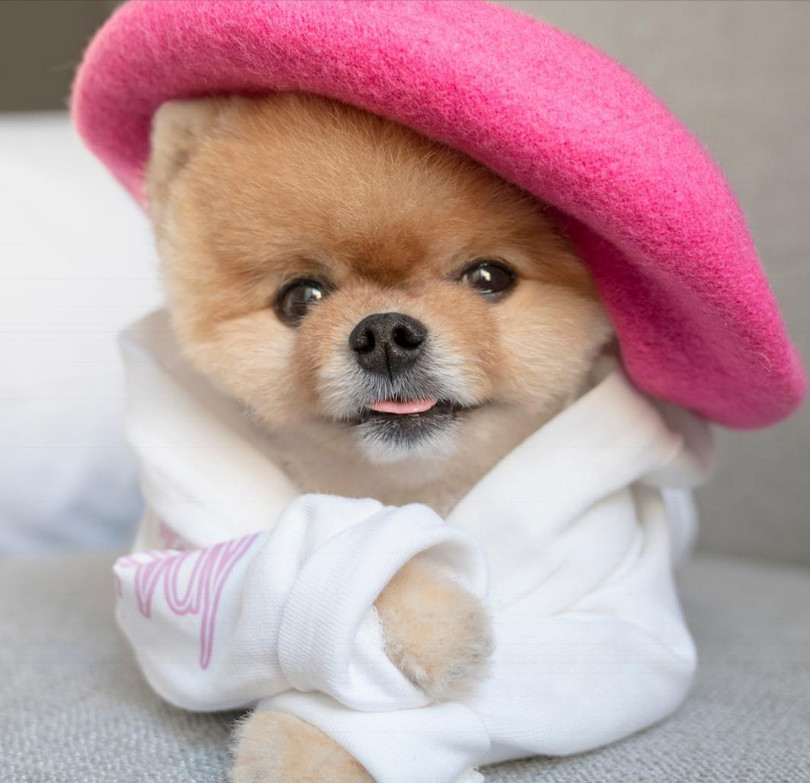 Chú chó Jiff Pom nổi tiếng ra sao mà được xuất hiện trong sự kiện lớn nhất năm của Facebook? ảnh 15