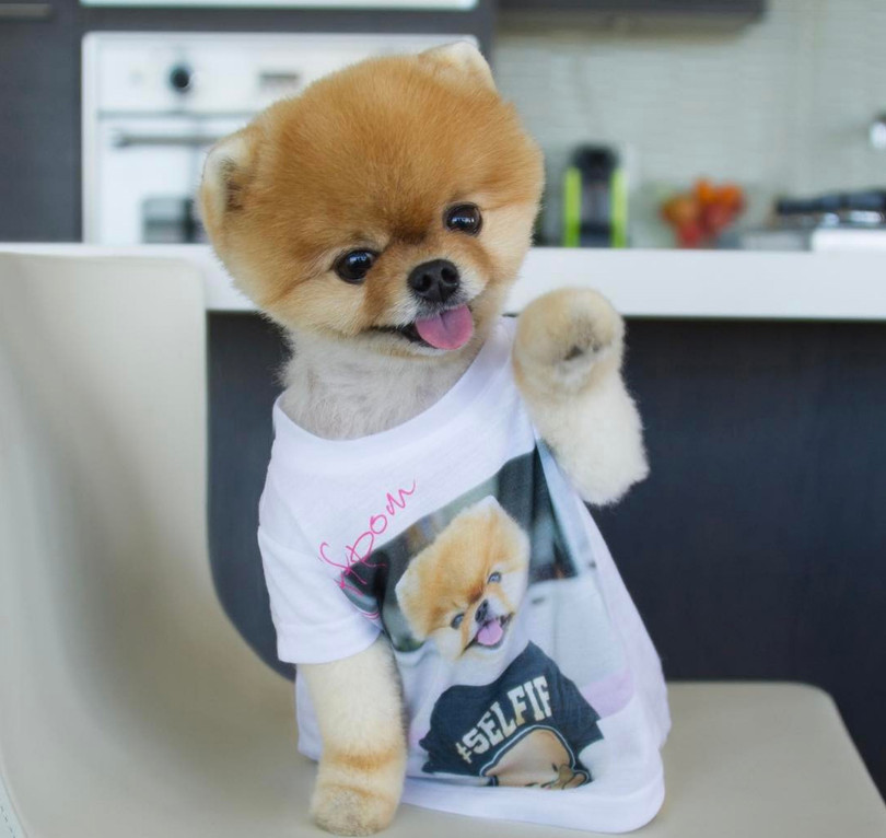 Chú chó Jiff Pom nổi tiếng ra sao mà được xuất hiện trong sự kiện lớn nhất năm của Facebook? ảnh 2