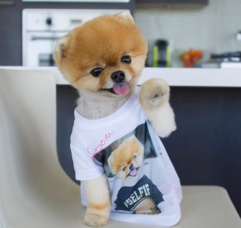 Chú chó Jiff Pom nổi tiếng ra sao mà được xuất hiện trong sự kiện lớn nhất năm của Facebook? ảnh 2