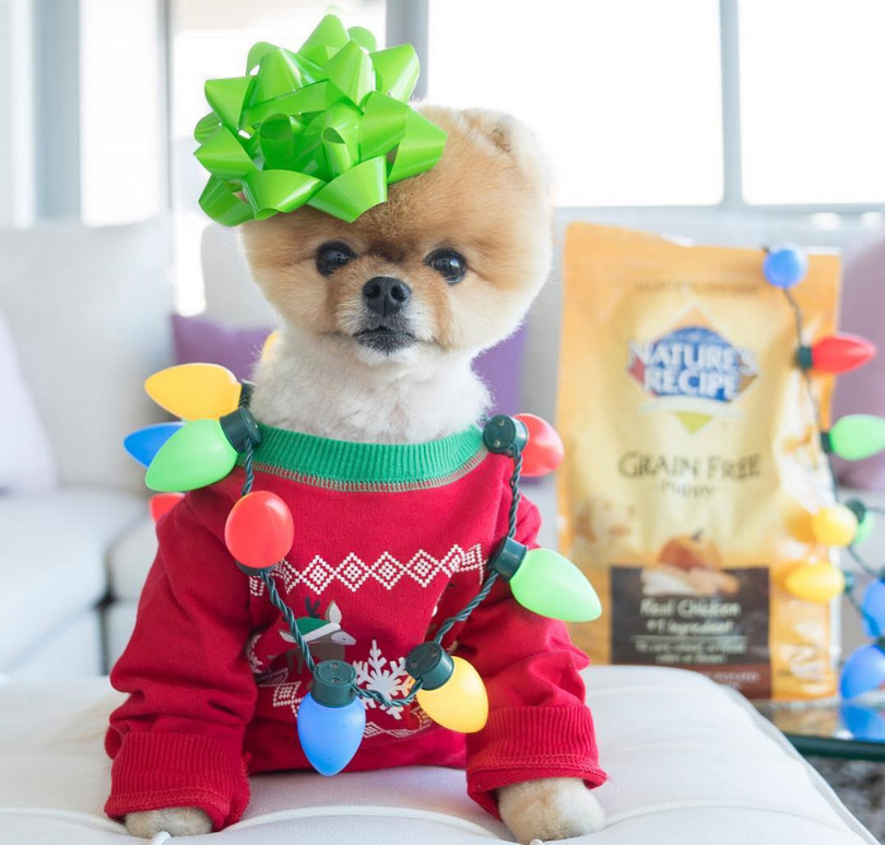 Chú chó Jiff Pom nổi tiếng ra sao mà được xuất hiện trong sự kiện lớn nhất năm của Facebook? ảnh 8