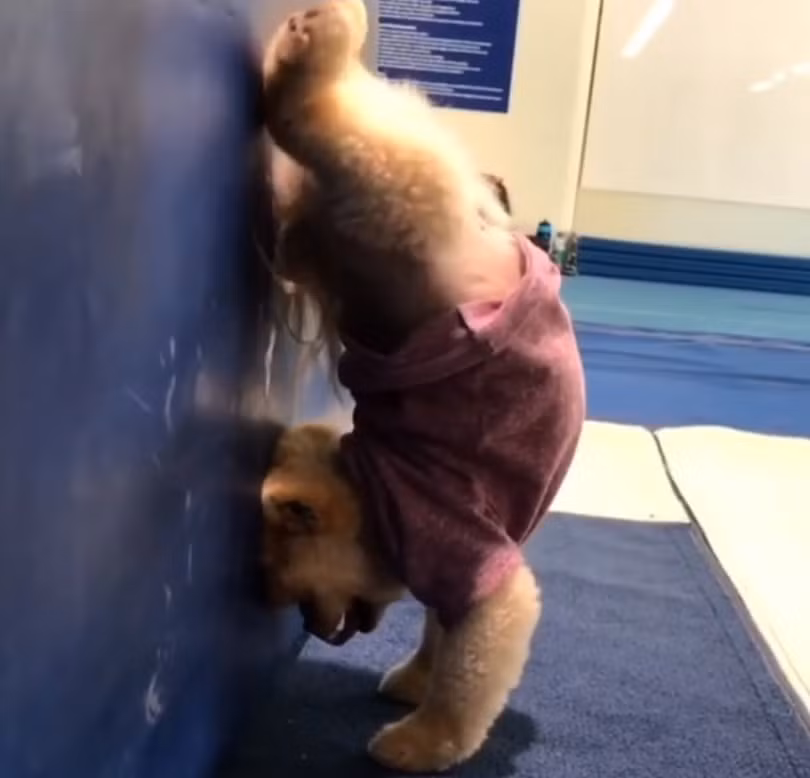 Chú chó Jiff Pom nổi tiếng ra sao mà được xuất hiện trong sự kiện lớn nhất năm của Facebook? ảnh 13