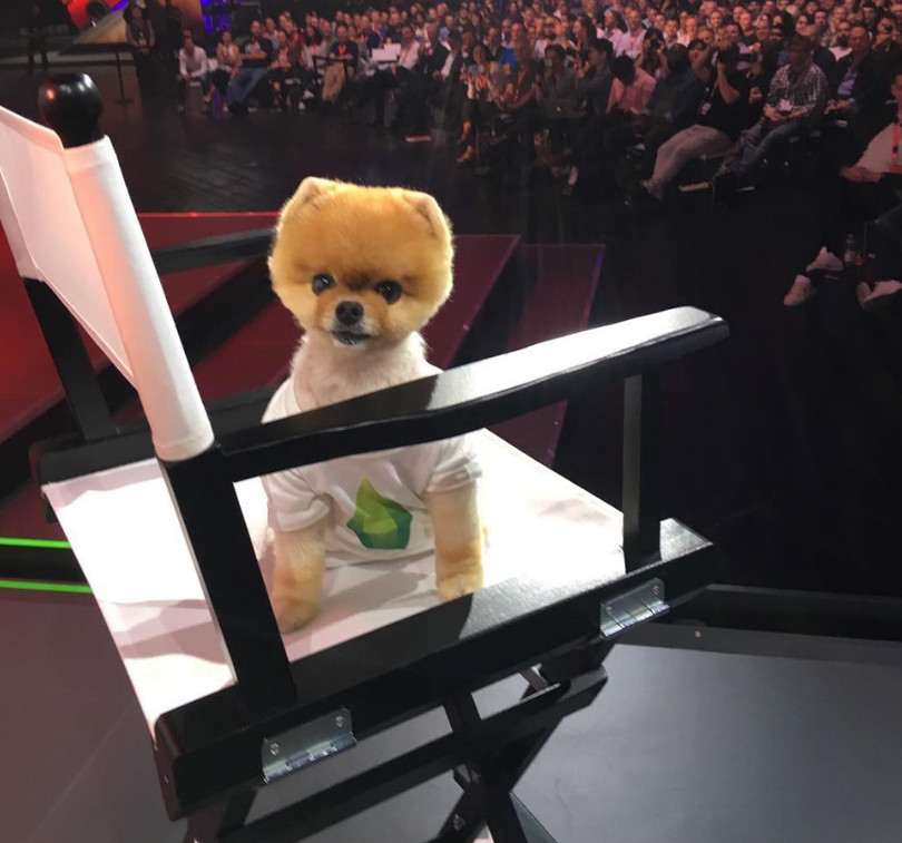 Chú chó Jiff Pom nổi tiếng ra sao mà được xuất hiện trong sự kiện lớn nhất năm của Facebook? ảnh 7