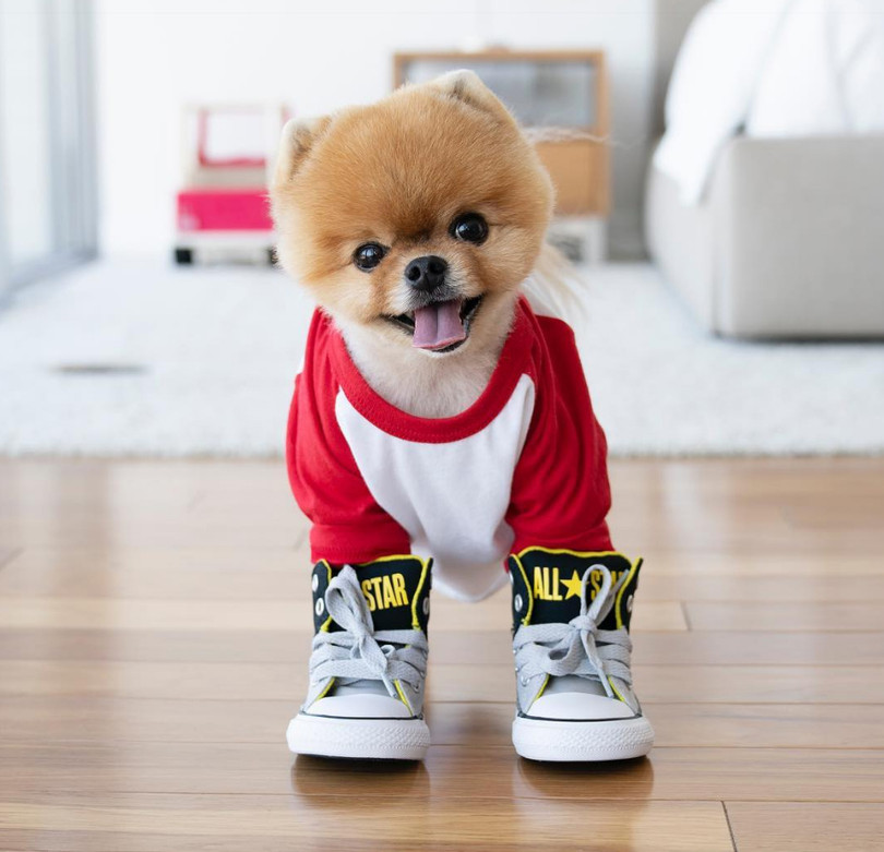 Chú chó Jiff Pom nổi tiếng ra sao mà được xuất hiện trong sự kiện lớn nhất năm của Facebook? ảnh 1