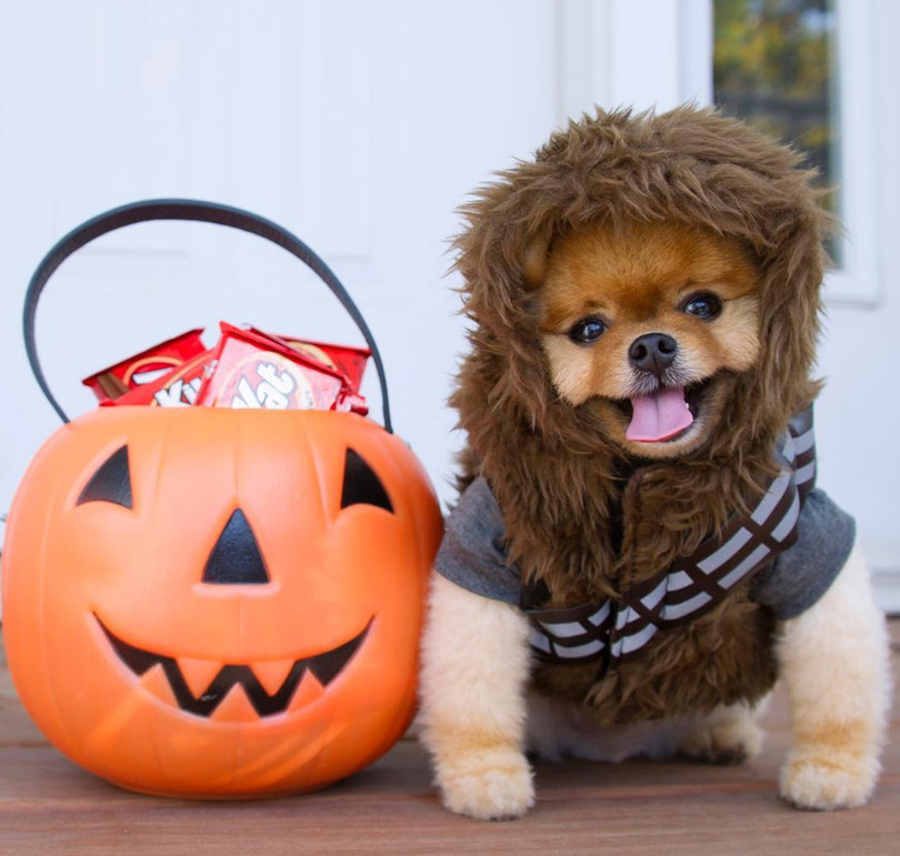 Chú chó Jiff Pom nổi tiếng ra sao mà được xuất hiện trong sự kiện lớn nhất năm của Facebook? ảnh 14