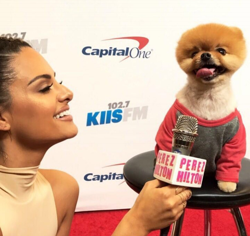 Chú chó Jiff Pom nổi tiếng ra sao mà được xuất hiện trong sự kiện lớn nhất năm của Facebook? ảnh 12