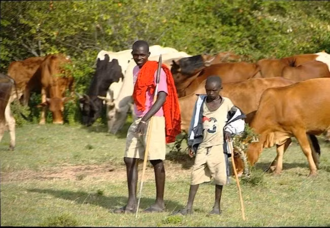 Một người đàn ông và một cậu bé đang chăn thả gia súc ngoài Masaai, Mara, khu bảo tồn lớn nhất thế giới (Ảnh Business Insider) Một người đàn ông và một cậu bé đang chăn thả gia súc ngoài Masaai, Mara, khu bảo tồn lớn nhất thế giới (Ảnh Business Insider)