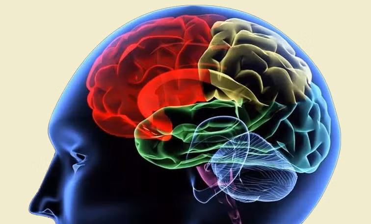 Các nhà khoa học đang tìm hiểu cơ chế một từ vựng đi từ suy nghĩ đến khi phát ra thành âm thanh 