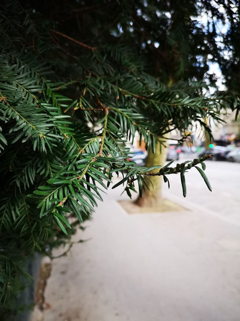 Test camera Huawei P20 Pro và Pixel 2 XL: kết quả bất ngờ ngoài dự đoán! ảnh 12