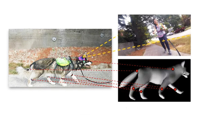 Các nhà khoa học đang dạy AI theo cách nghĩ của loài chó ảnh 1