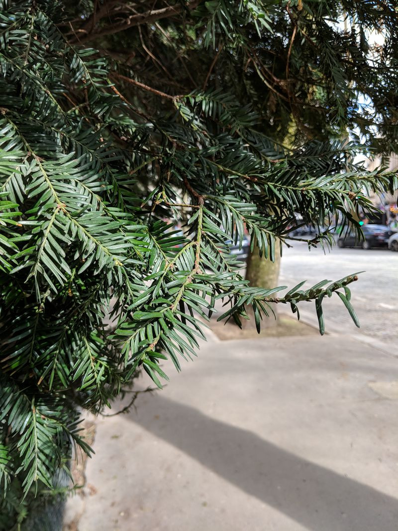 Test camera Huawei P20 Pro và Pixel 2 XL: kết quả bất ngờ ngoài dự đoán! ảnh 13