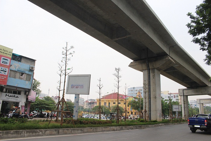 Trước đó, Công ty TNHH MTV công viên cây xanh Hà Nội đã gây bất ngờ cho người dân thủ đô khi trồng loài cây này dưới gầm đường sắt Cát Linh- Hà Đông.