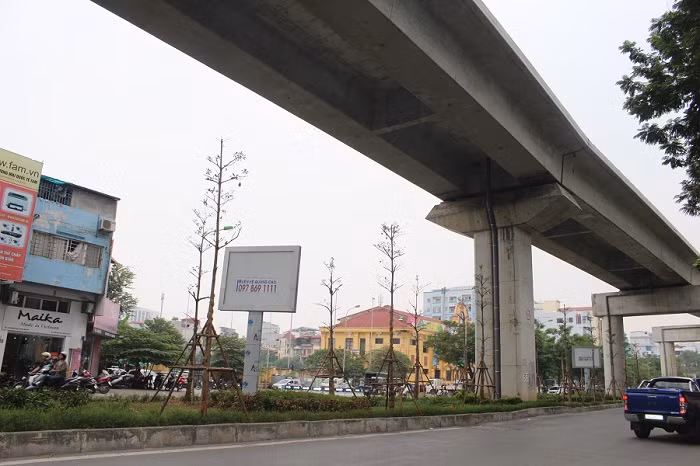 Trước đó, Công ty TNHH MTV công viên cây xanh Hà Nội đã gây bất ngờ cho người dân thủ đô khi trồng loài cây này dưới gầm đường sắt Cát Linh- Hà Đông.