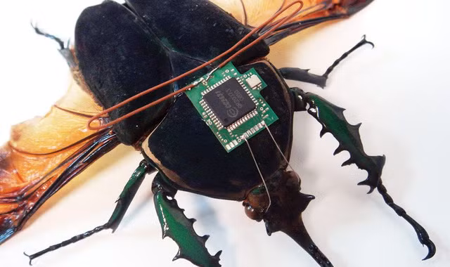 Điều khiển côn trùng bằng cách gắn chip lên lưng