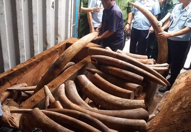 Số ngà voi tang vật trong một lần bắt giữ