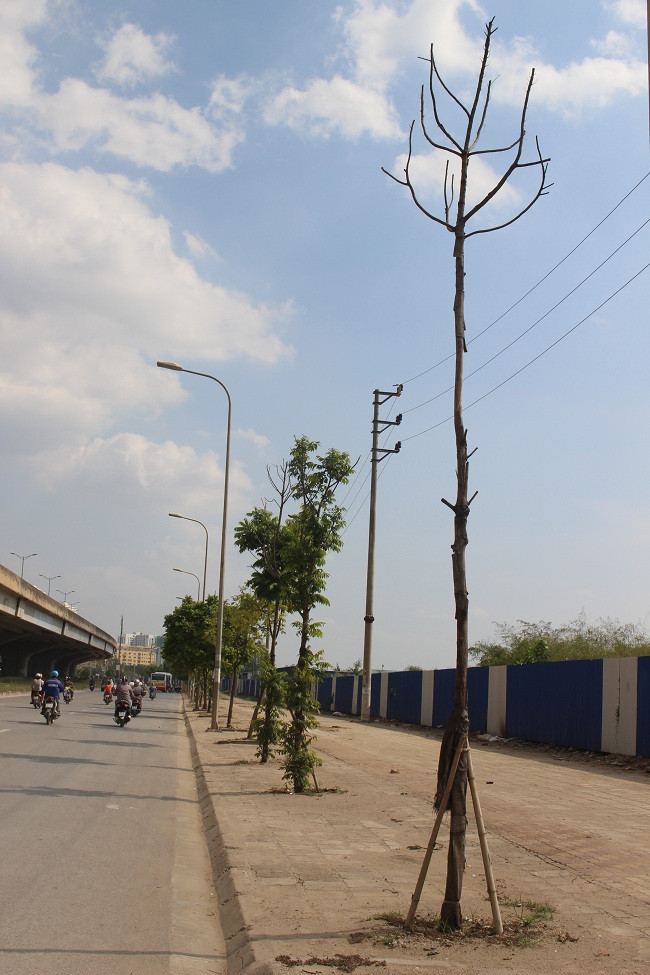 Cây Sấu là một loài cây sống lâu năm, lá thường xanh. Cây có thể cao tới 30 m. Cành sấu nhỏ có cạnh và có lông nhung màu xám tro. Sau khi trồng cần duy trì độ ẩm cho cây từ 75-80% trong 20 ngày đầu để cây khỏi chết. Khi cây cao từ 0,8-1m nên bấm ngọn, nếu trồng sấu làm cây bóng mát thì bấm ngọn ở độ cao 1,8-2m.