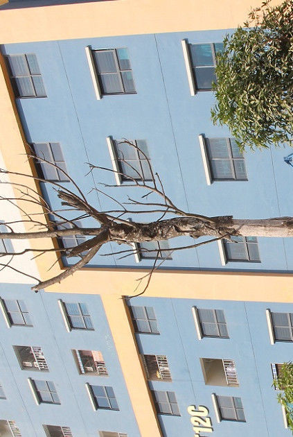 Gần 100 cây xanh chết khô trên đường Nguyễn Xiển và Nghiêm Xuân Yên- (Ảnh: Đình Khương).