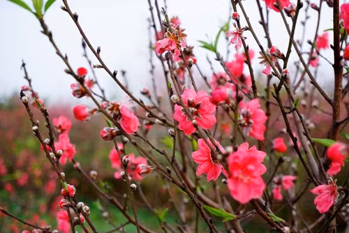 Nghỉ Tết Âm lịch 10 ngày sẽ phù hợp hơn với tâm lý người lao động.