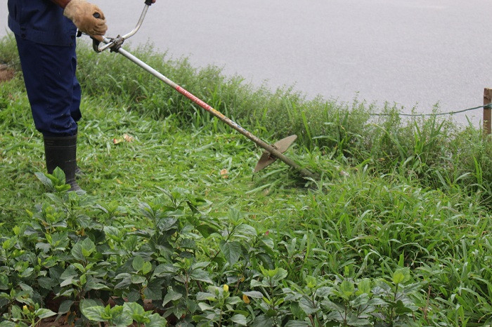 Tuy nhiên, công nhân này còn cho biết thêm, theo sự chỉ đạo của công ty Công viên Cây Xanh trong thời gian tới ban ngày thì đi cắt cỏ bình thường, đêm xuống thì đi trồng cây.