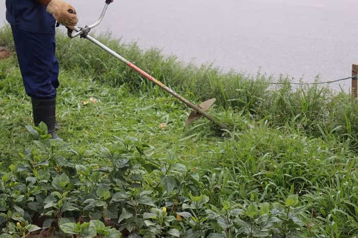 Tuy nhiên, công nhân này còn cho biết thêm, theo sự chỉ đạo của công ty Công viên Cây Xanh trong thời gian tới ban ngày thì đi cắt cỏ bình thường, đêm xuống thì đi trồng cây.