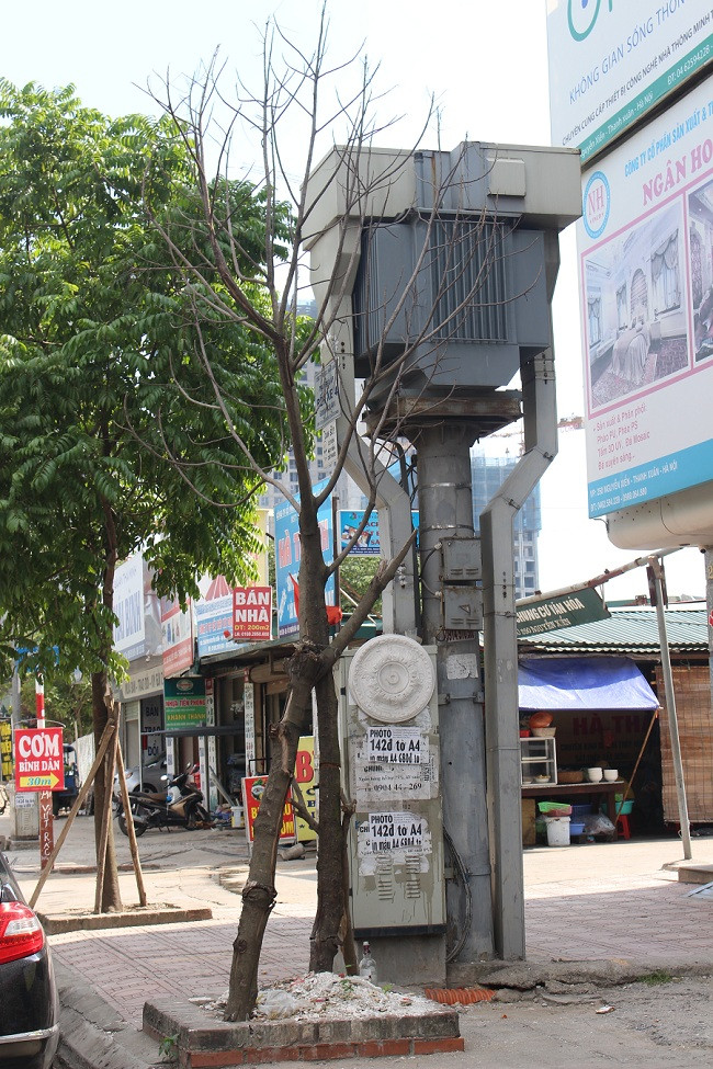 Những cây sấu này có chiều cao khoảng 3m, nằm dọc hai bên đường.