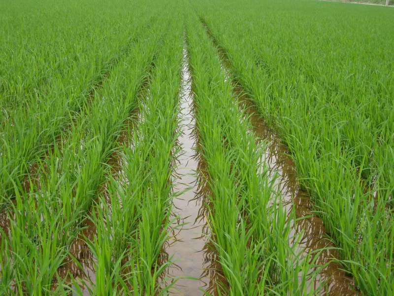 Khoảng 420.000 ha sẽ được ĐBSCL gieo sạ sớm trong tháng 10/2016.