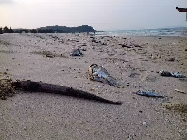 Ảnh minh họa. Nguồn Internet