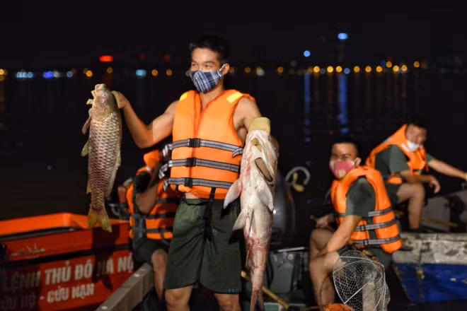 Cá chết hàng loạt ở Hồ Tây khiến Hà Nội phải huy động các lực lượng vớt cá chết xuyên đêm