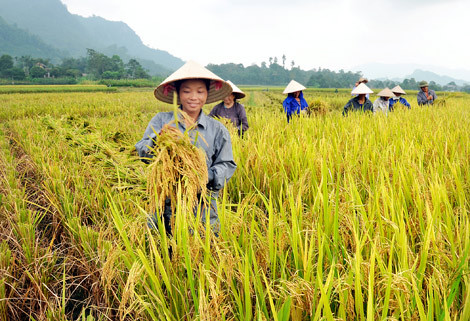 Trong số 63 nông dân xuất sắc năm 2016, có 49 là nam và 14 nữ- (Ảnh minh họa).