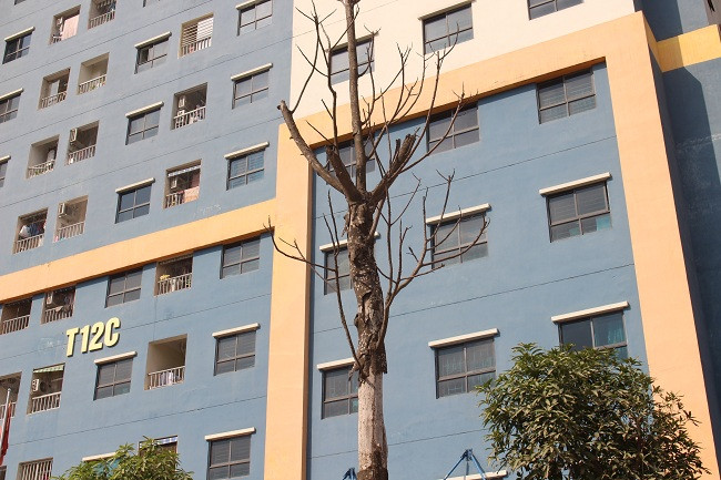 Sau gần 3 tháng được trồng, hàng cây sấu trên đường Nguyễn Xiển, Nghiêm Xuân Yêm đã xanh tốt, tuy nhiên theo quan sát của PV nhiều cây đã trụi lá, chết khô.