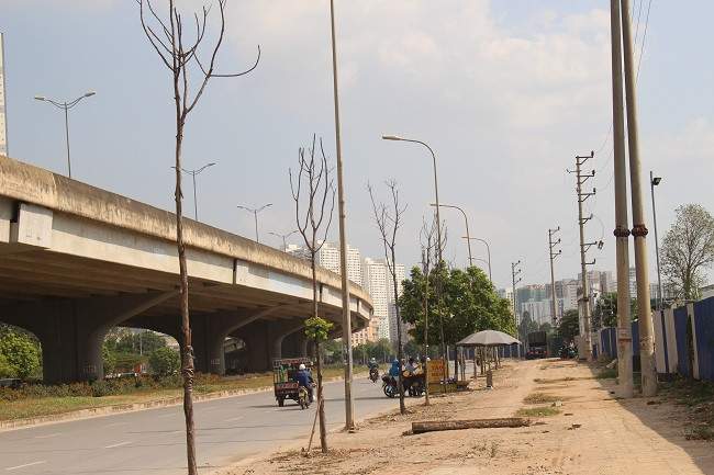 Hàng loạt cây xanh chết khô trên đường Nguyễn Xiển và Nghiêm Xuân Yêm (Hà Nội)- (Ảnh: ĐK).