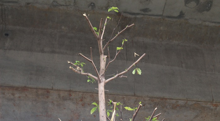 Một số cây vừa trồng đã có chiều cao chạm tới đường sắt trên cao.