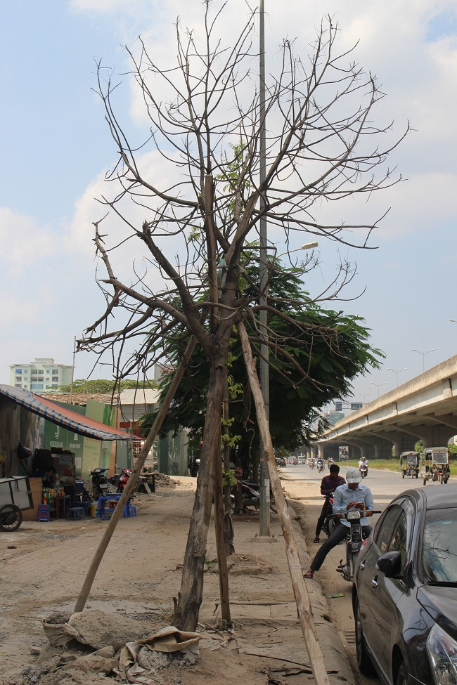 Ngoài những cây chết, thì nhiều cây khác phát triển chậm, còi cọc.