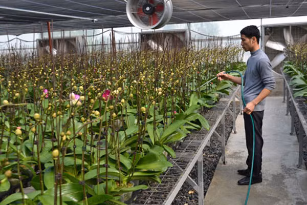 Sau hơn 5 năm hoạt động, Khu Nông nghiệp công nghệ cao của TP HCM góp phần hình thành một số vùng sản xuất hoa lan- (Ảnh minh họa).