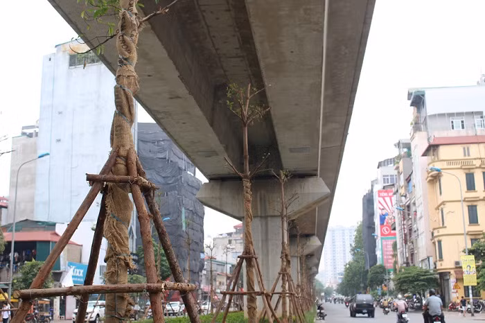 Những cây được trồng có chiều cao bằng khoảng 2/3 cột trụ đường sắt. Nhưng ở một số vị trí, cây xanh được trồng chạm tới đường sắt.