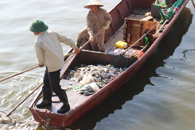 Trao đổi với một công nhân đang vớt cá chết dưới Hồ Tây, người này cho biết lượng cá lần này chết khá nhiều- có thể là do mấy ngày nay thời tiết thay đổi.