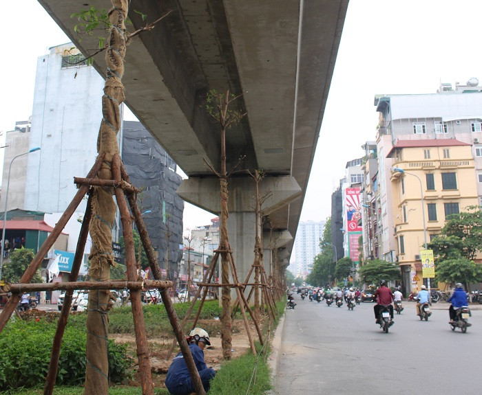 Khoảng cách giữa mỗi trụ được trồng từ 7- 10 cây, cho thấy mật độ cây xanh khá dày.