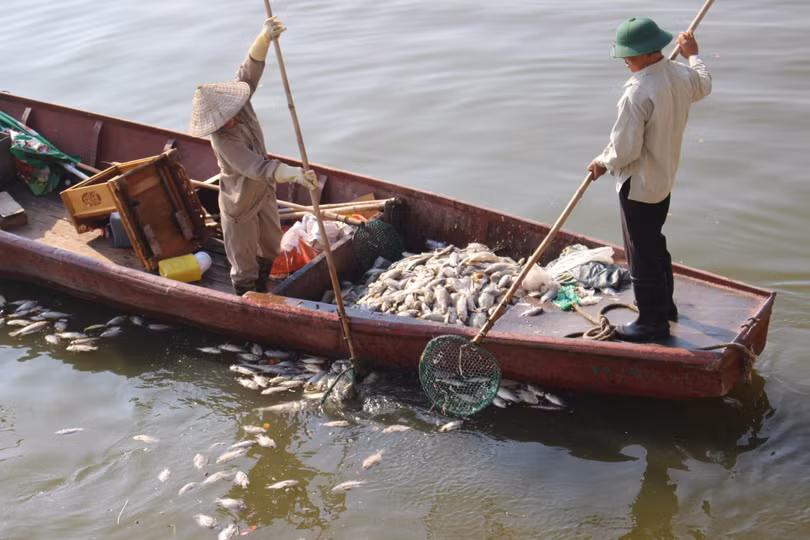 Dù đã tập trung vớt trong ngày, nhưng do số cá chết quá lớn nên vớt vẫn không xuể