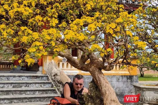 Du khách nước ngoài hứng thú với các cội mai cổ thụ trưng bày tại Ngày hội Hoàng Mai xứ Huế