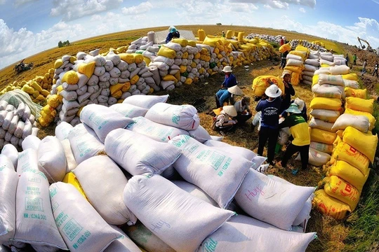 Cuộc cạnh tranh khốc liệt khi gạo giảm giá, thừa nguồn cung