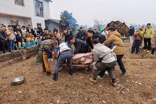 Khách từ khắp nơi đến giúp bắt lợn. Ảnh: Worldjournal.