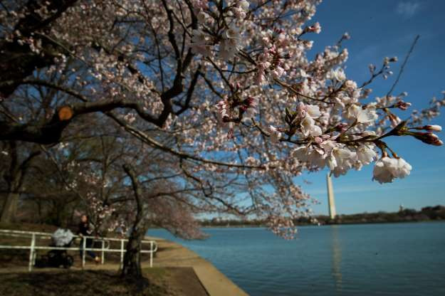 Tidal Basin, Washington, DC, Hoa Kỳ (Ảnh: AP)