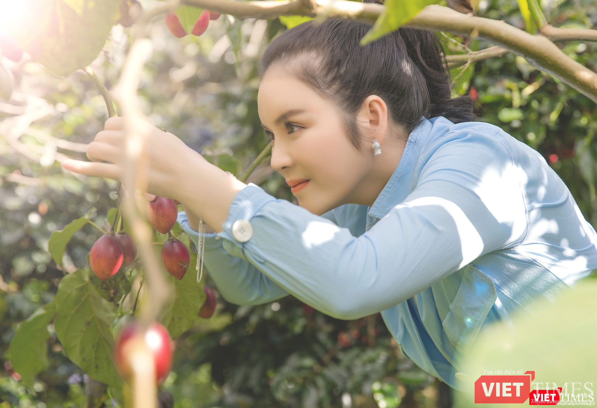 Tự tay hái cà chua thân gỗ, một loại trái đặc biệt thơm ngon